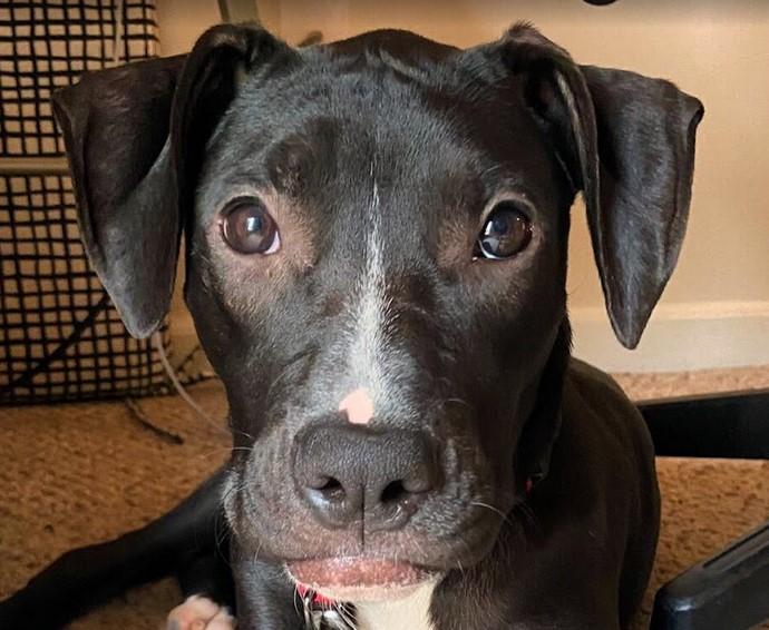 Rosalina, Adoptable, Young Female Pit Bull Terrier.