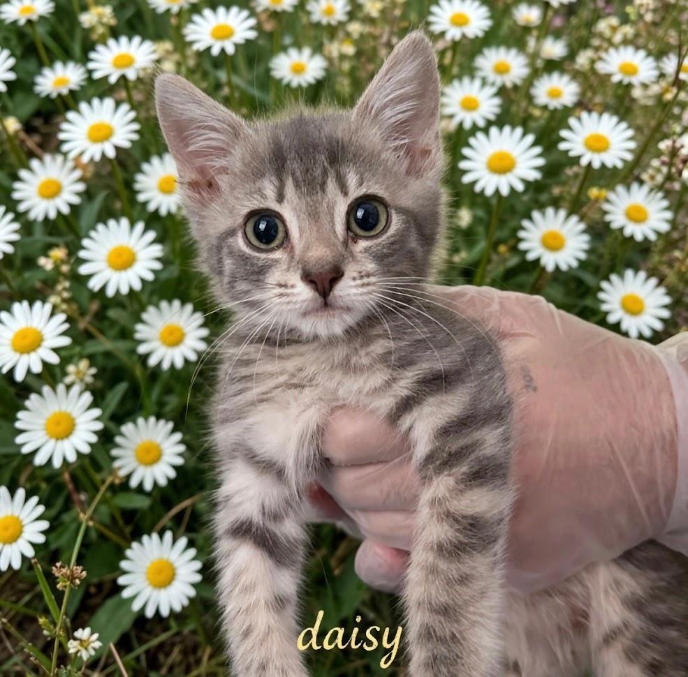 Enlarge Daisy, a ADOPTABLE Domestic Short Hair in Haddon Heights, NJ image 1/4