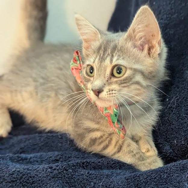 Enlarge Daisy, a ADOPTABLE Domestic Short Hair in Haddon Heights, NJ image 2/4