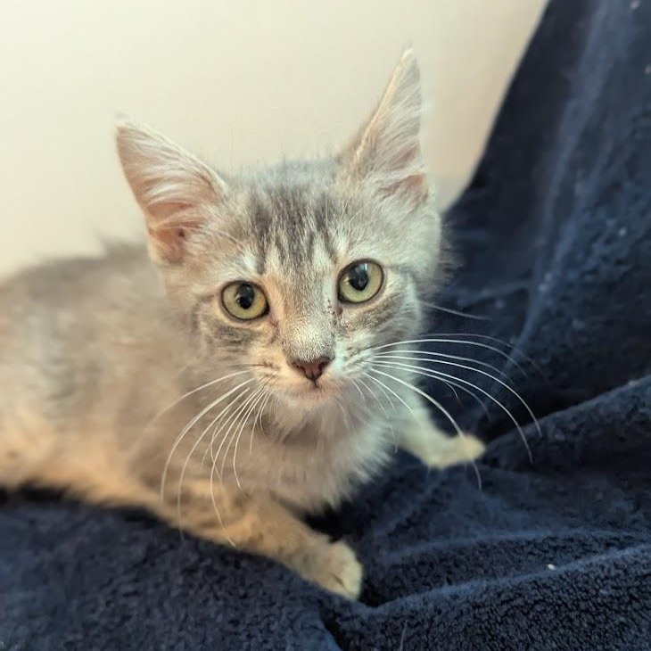 Enlarge Daisy, a ADOPTABLE Domestic Short Hair in Haddon Heights, NJ image 4/4