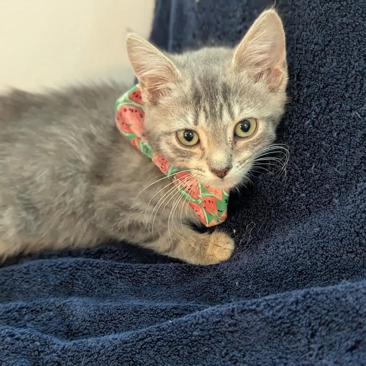Enlarge Daisy, a ADOPTABLE Domestic Short Hair in Haddon Heights, NJ image 3/4