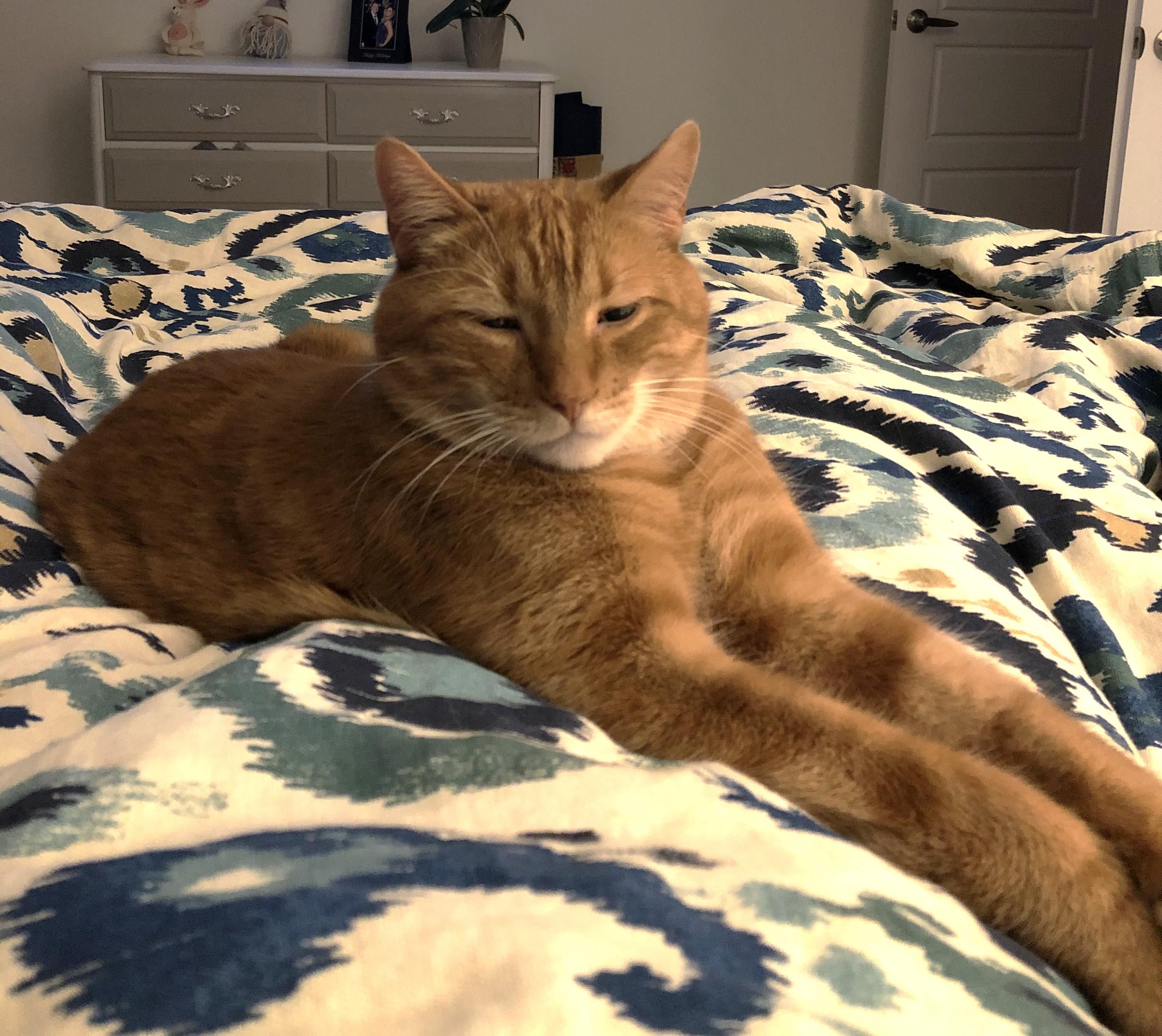 Finnegan, ADOPTABLE, Senior Male Tabby.