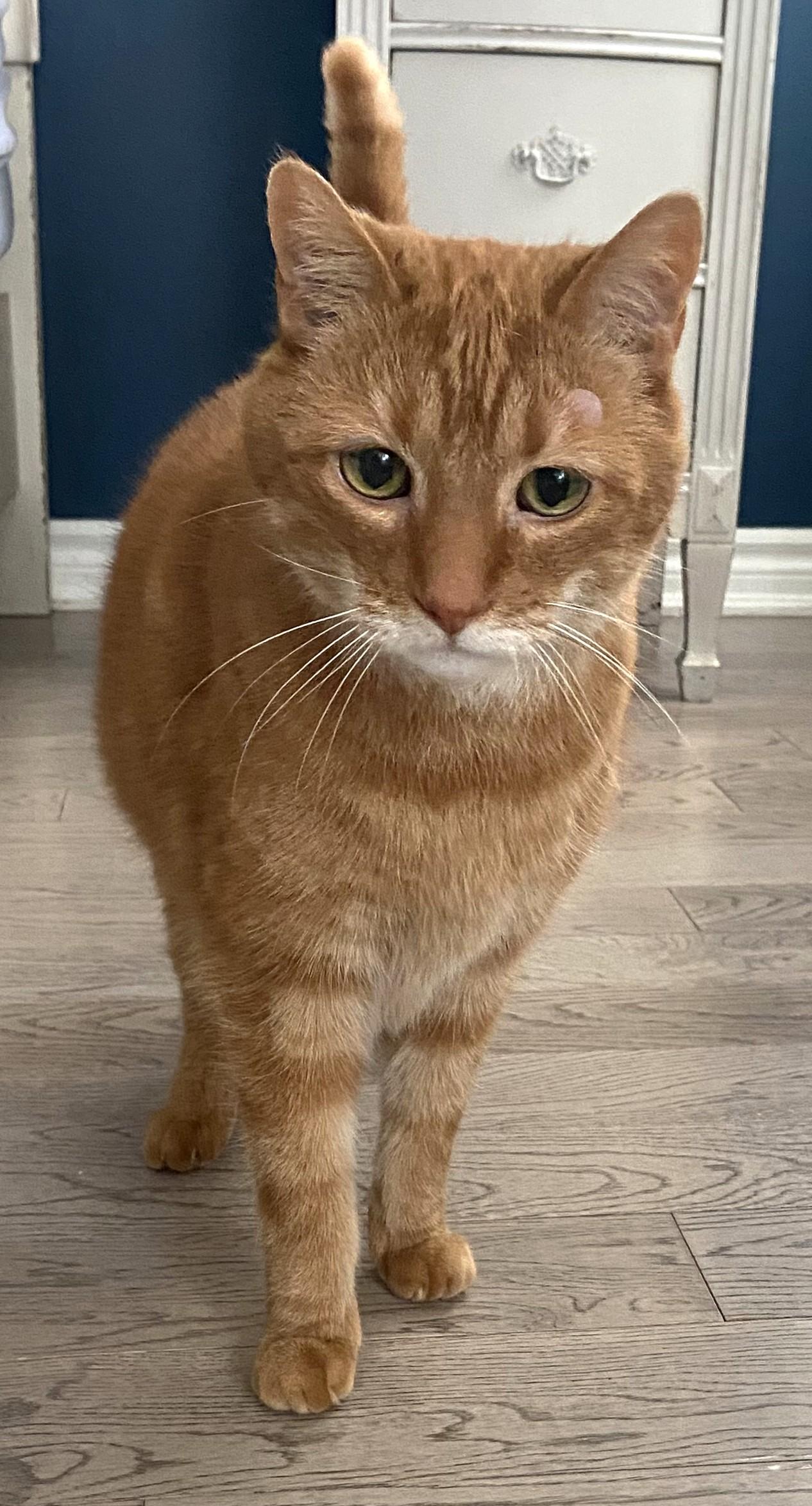 Enlarge Finnegan, a ADOPTABLE Tabby in Stoney Creek, ON image 2/3