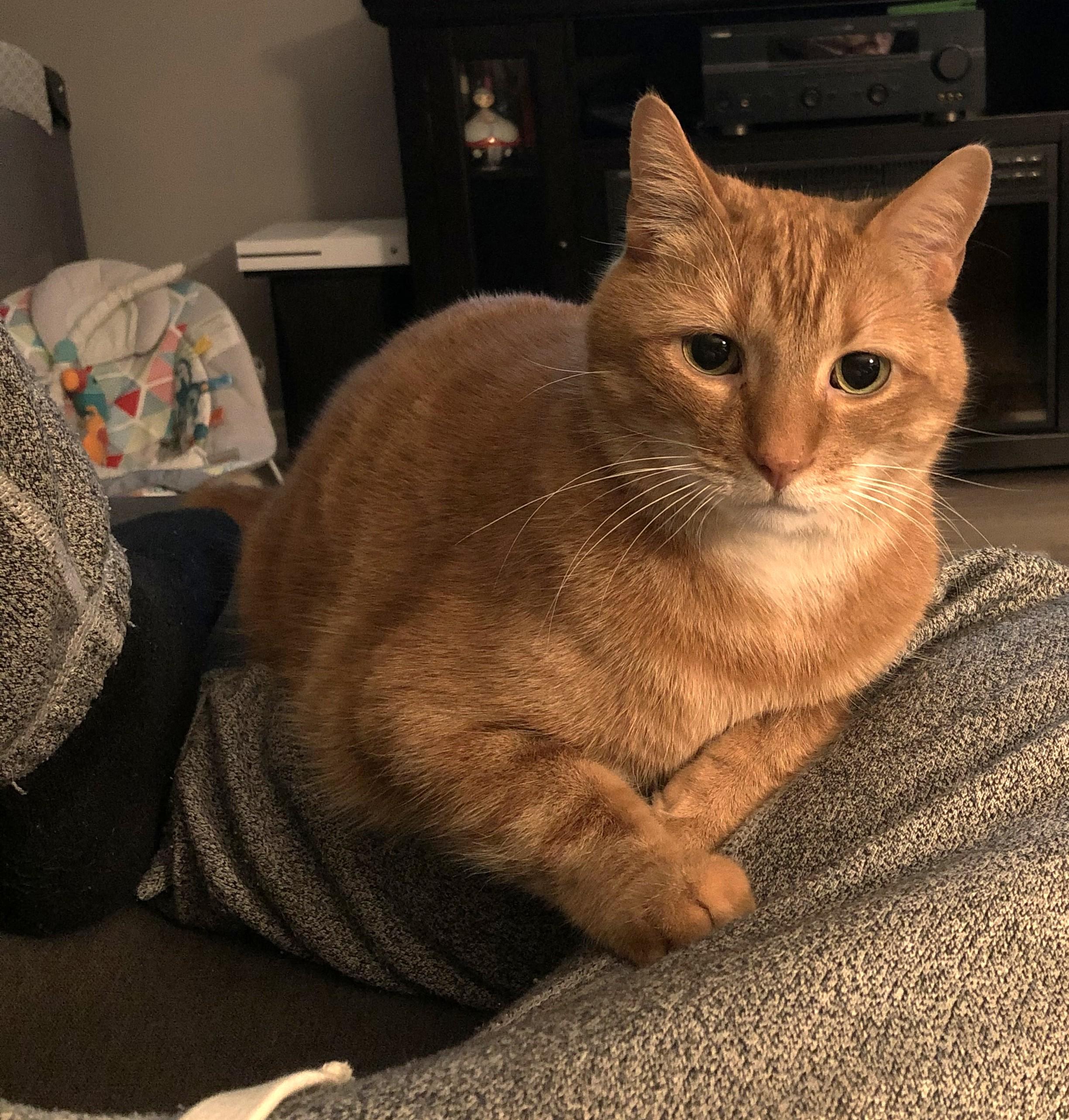 Enlarge Finnegan, a ADOPTABLE Tabby in Stoney Creek, ON image 3/3