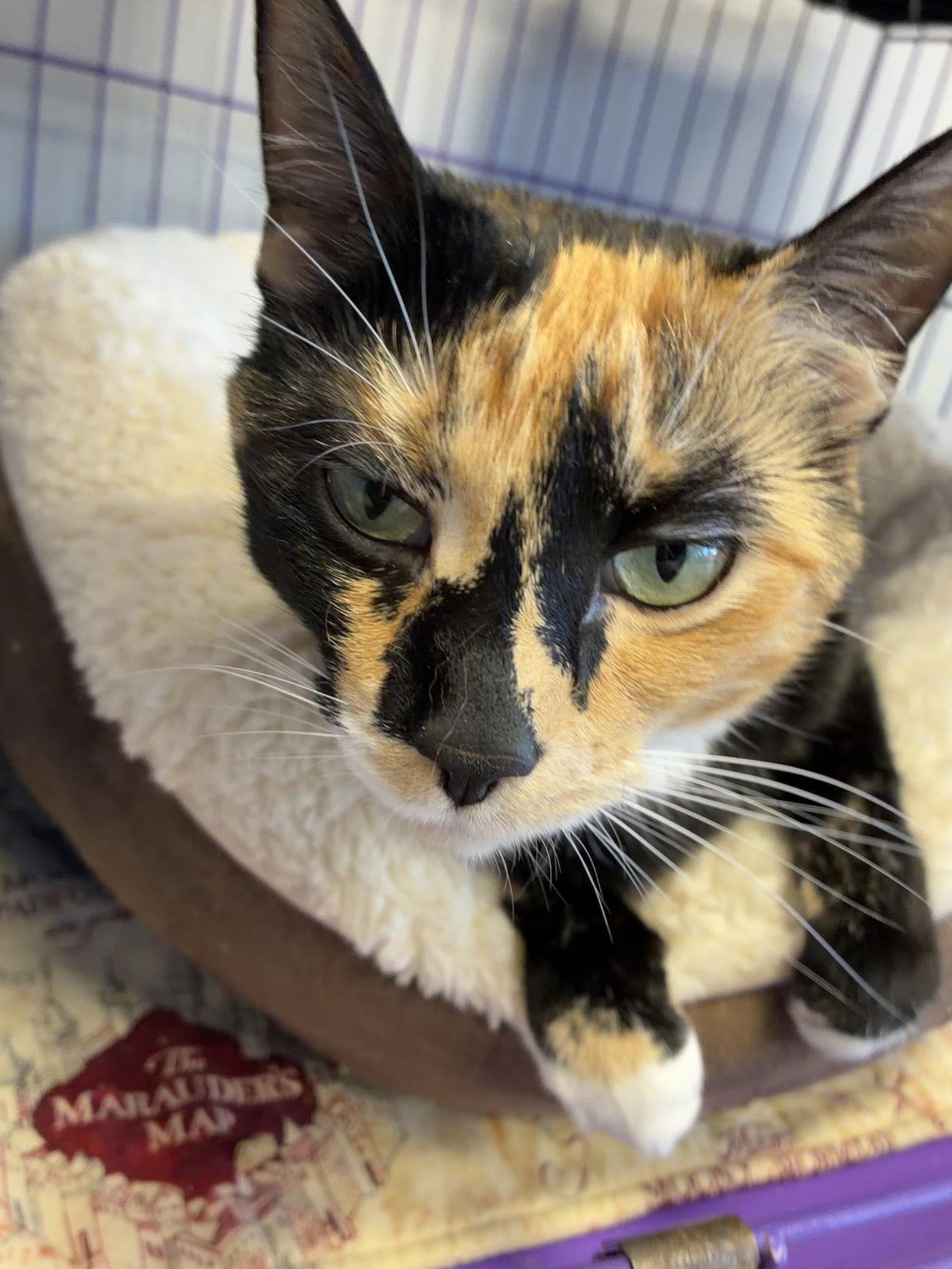 Enlarge Turtle (PS), a Adoptable mixed breed in Georgetown, KY image 2/3