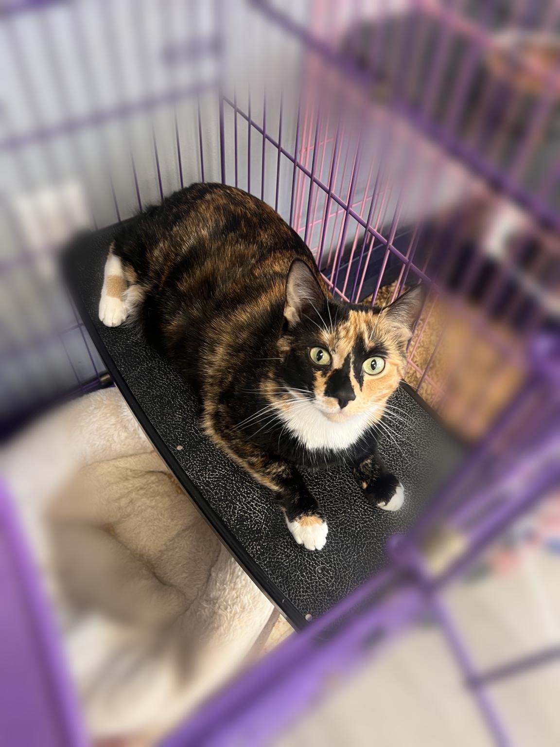 Enlarge Turtle (PS), a Adoptable mixed breed in Georgetown, KY image 3/3