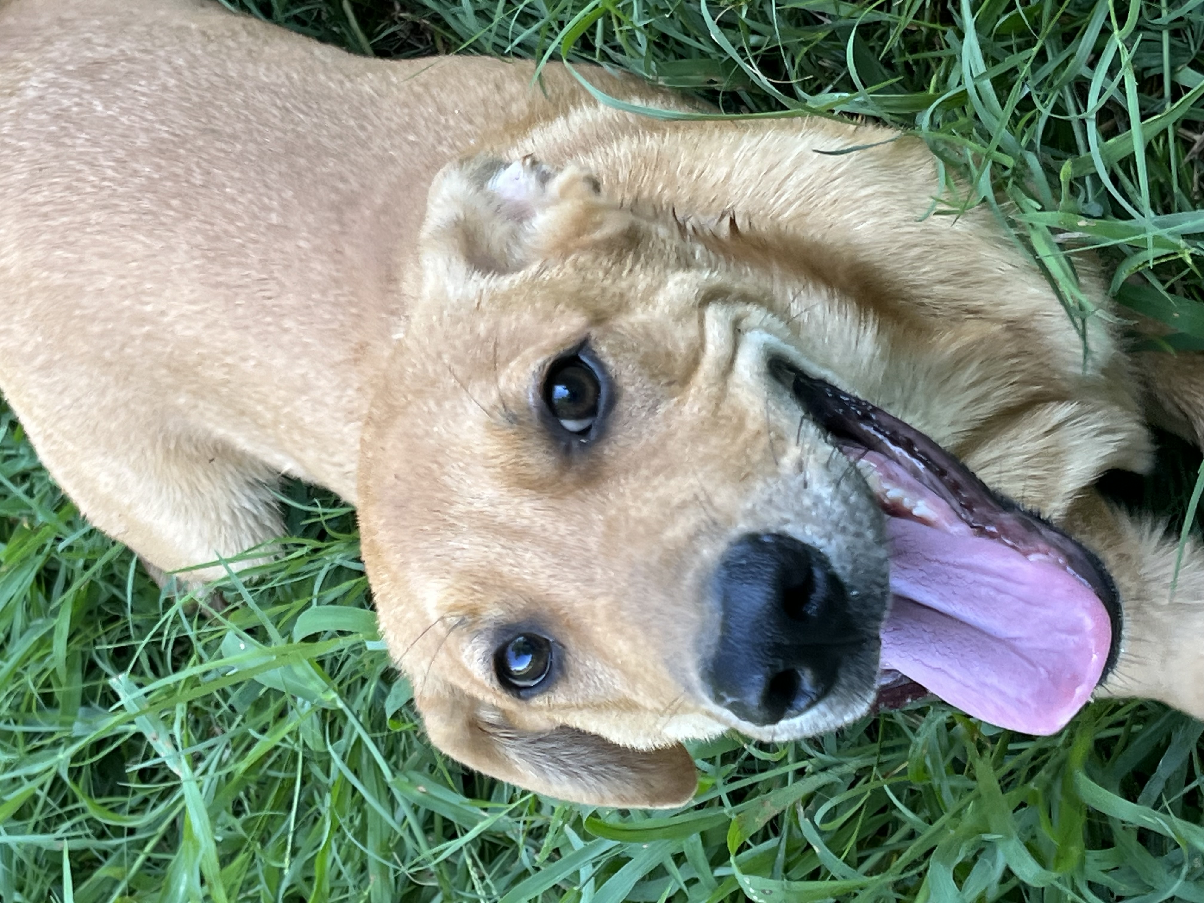Enlarge Clark Kent, a Adoptable Mixed Breed in Hartwell, GA image 1/1