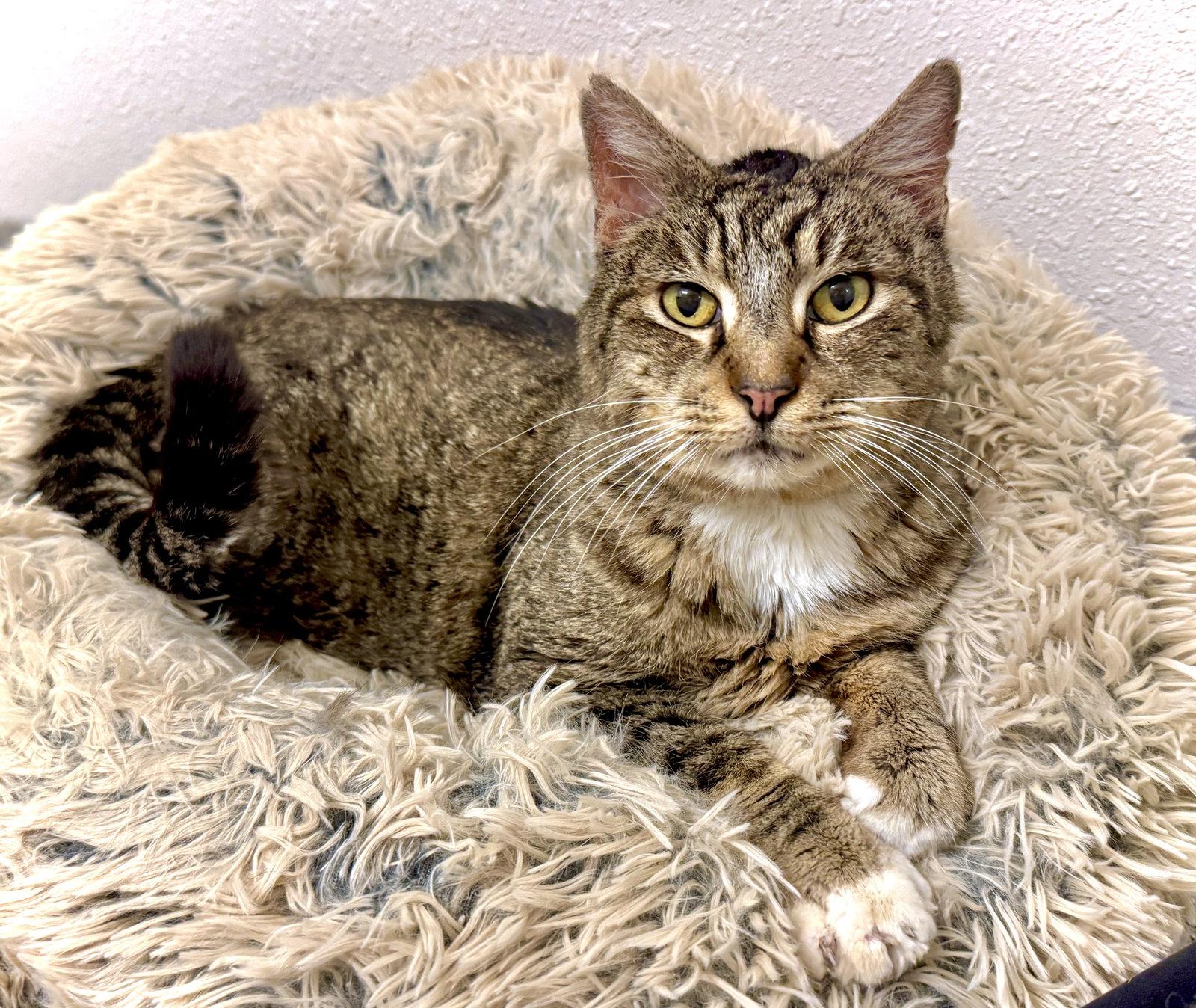 Enlarge Ripley, a Adoptable mixed breed in San Luis Obispo, CA image 1/1