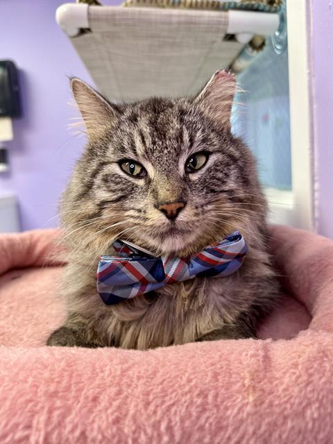 OSLO, Adoptable, Young Male Domestic Long Hair.