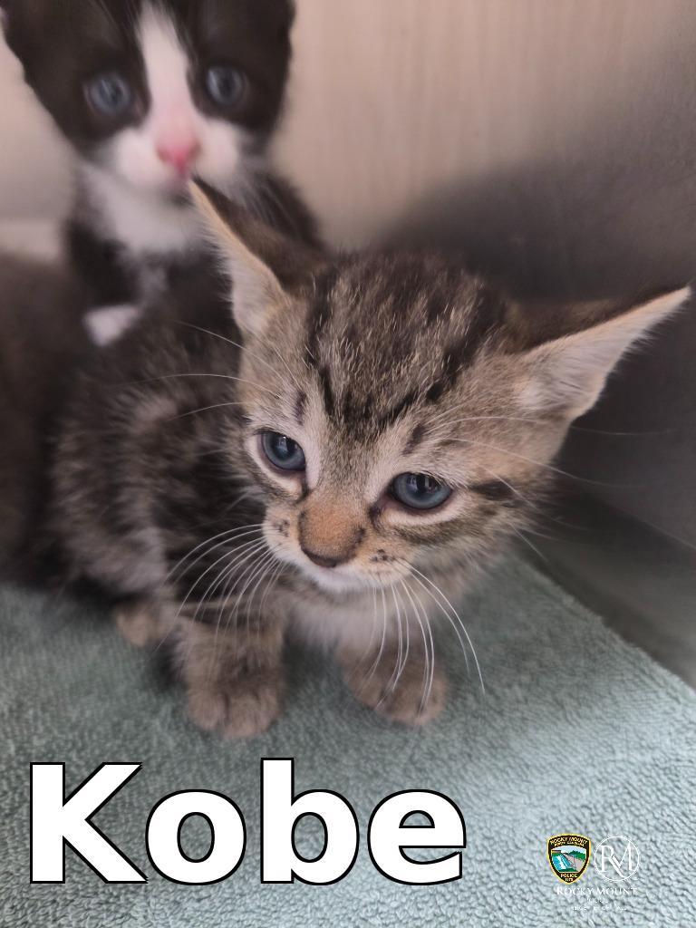 Kobe, Adoptable, Kitten Male Domestic Short Hair.