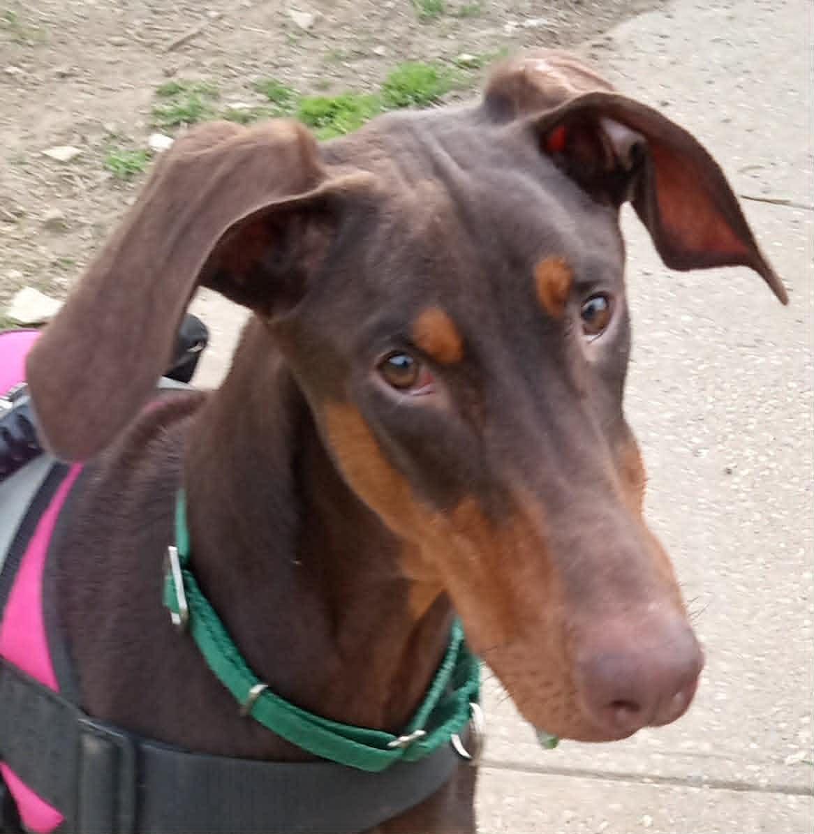 Chase(Chester), ADOPTABLE, Young Male Doberman Pinscher.