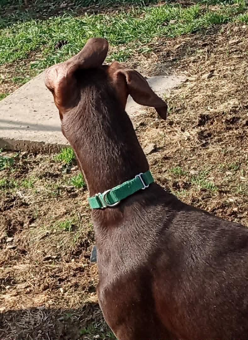 Enlarge Chase(Chester), a ADOPTABLE Doberman Pinscher in Fleetwood, PA image 2/4