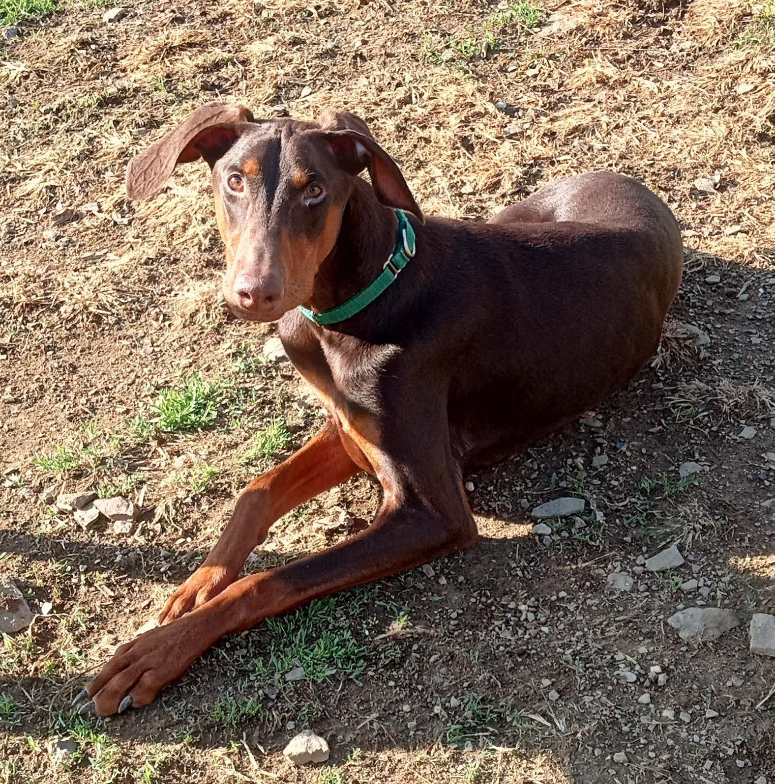 Enlarge Chase(Chester), a ADOPTABLE Doberman Pinscher in Fleetwood, PA image 3/4
