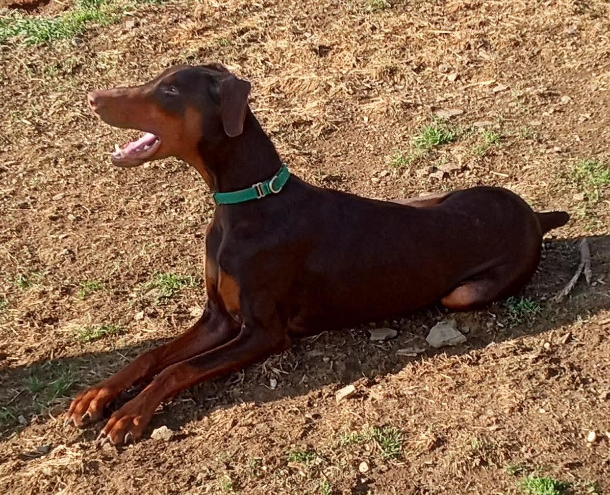 Enlarge Chase(Chester), a ADOPTABLE Doberman Pinscher in Fleetwood, PA image 4/4