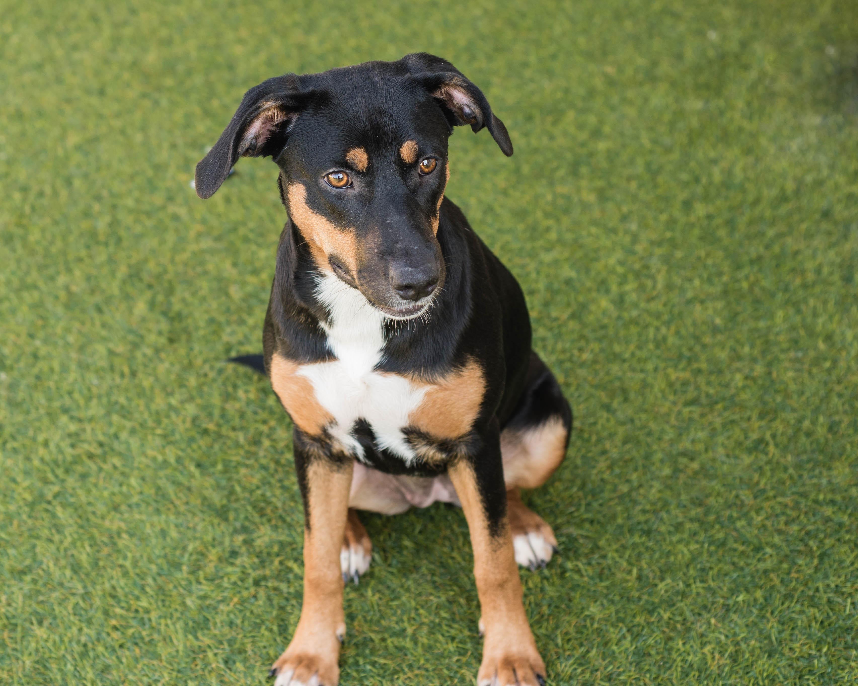 Elle, adoptable, Young Female Labrador Retriever & Hound.