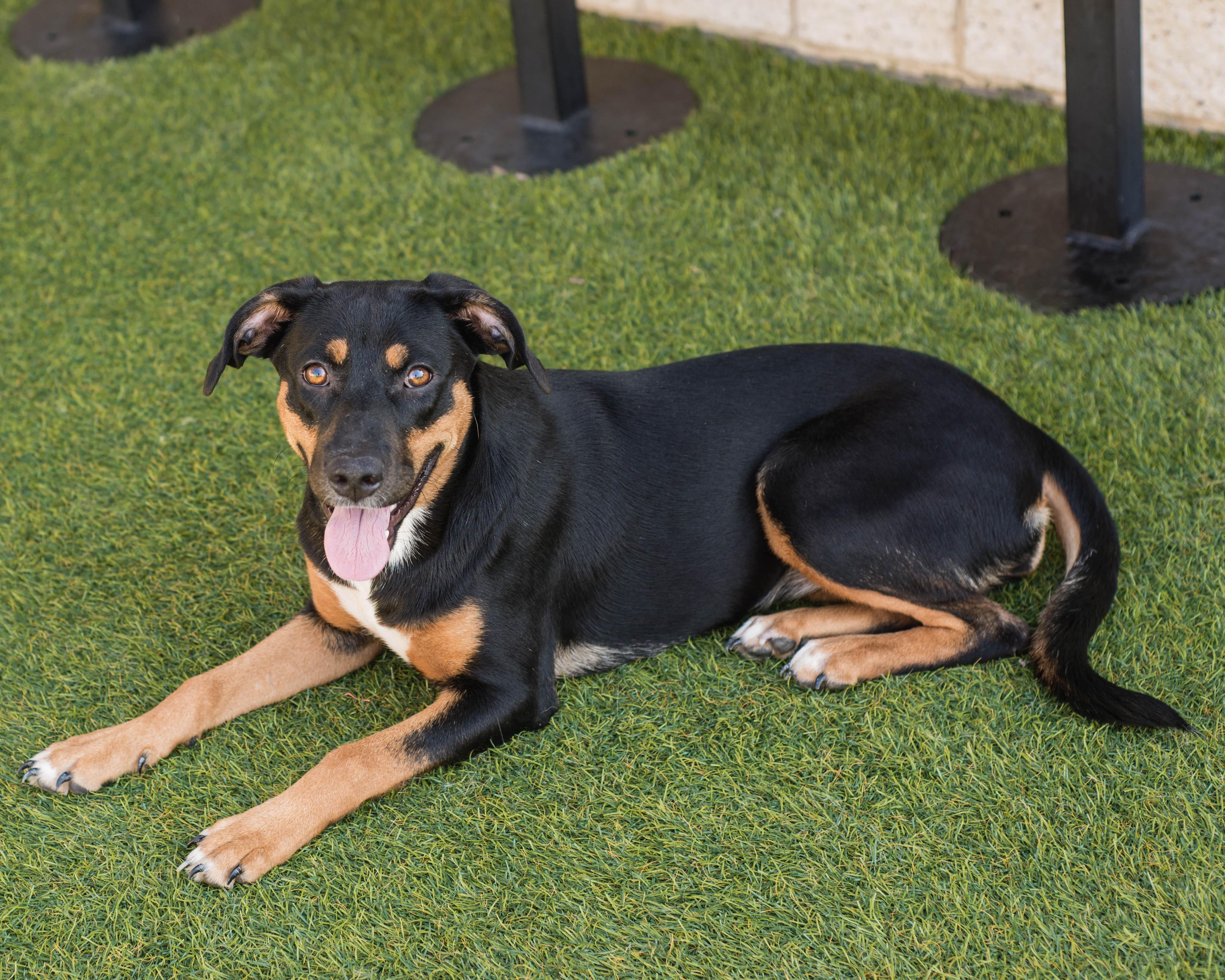 Elle, an adoptable mixed breed in Mont Belvieu, TX image 2/2