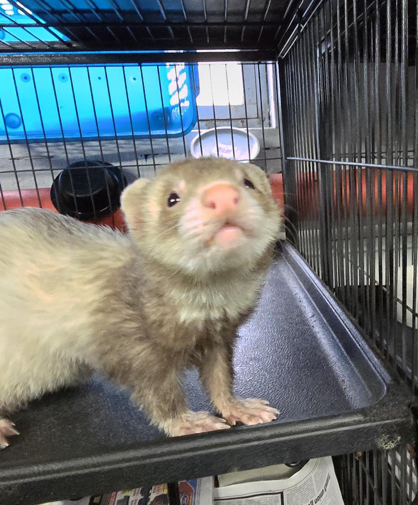 Draco and Link, ADOPTABLE, Senior Male Ferret.