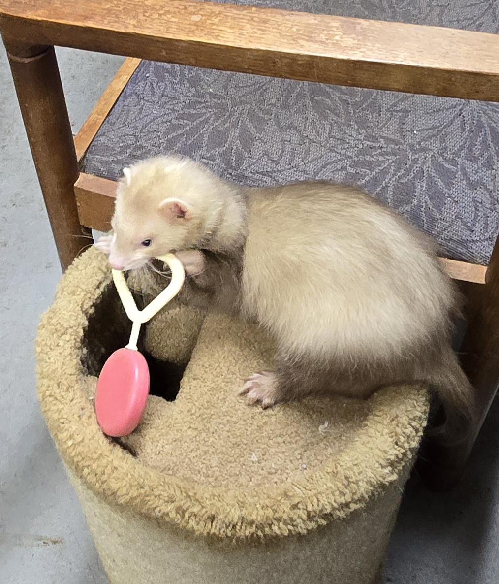 Enlarge Draco and Link, a ADOPTABLE Ferret in Randolph, NJ image 2/3