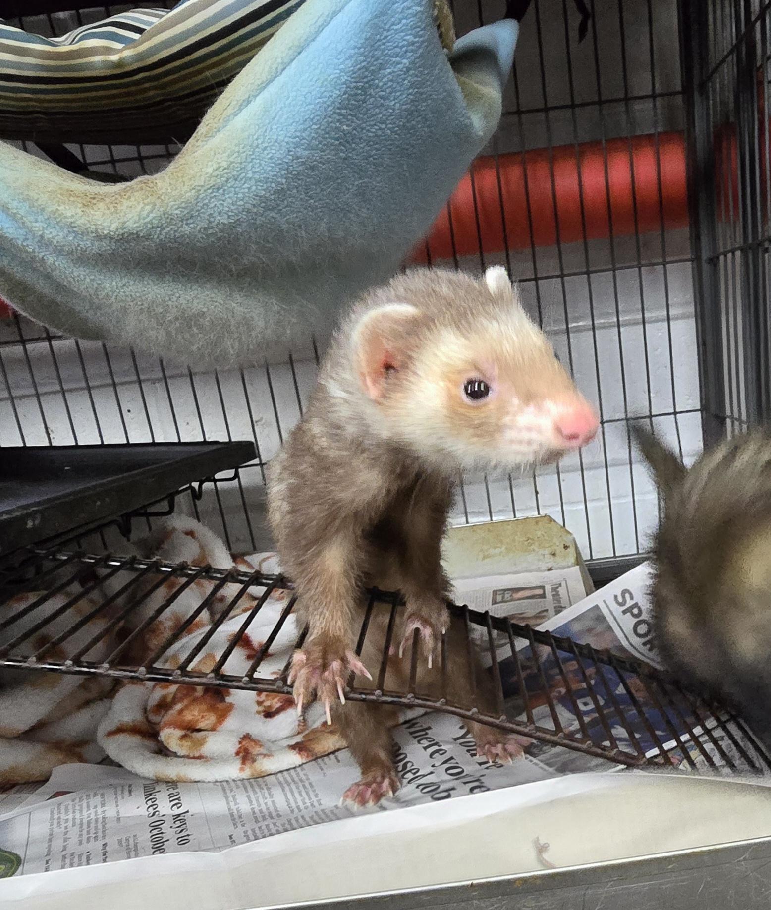 Enlarge Draco and Link, a ADOPTABLE Ferret in Randolph, NJ image 3/3