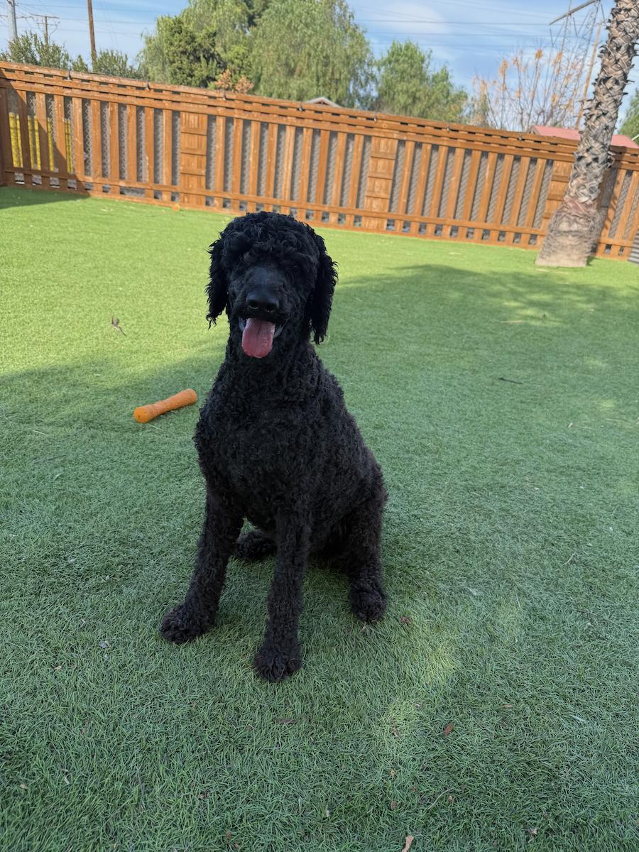 Enlarge Quince, an adopted Standard Poodle in Temecula, CA image 1/1