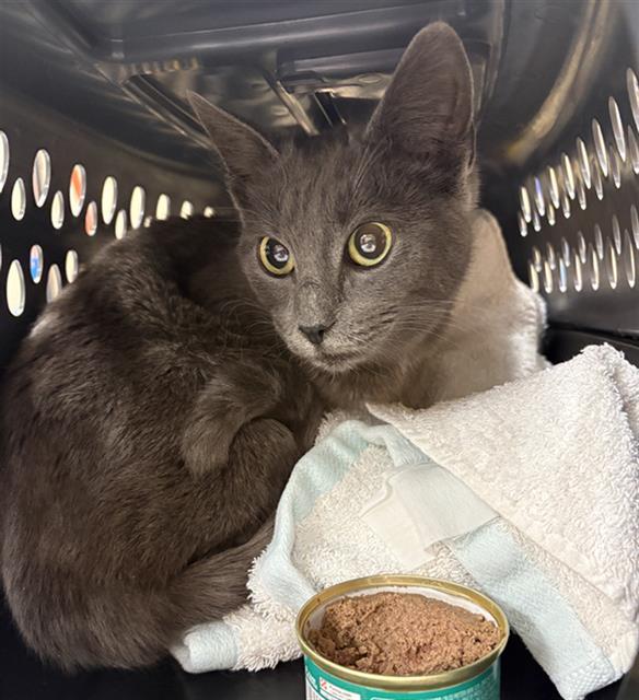 Enlarge TOPAZ, a Adoptable Domestic Short Hair in Aliquippa, PA image 1/1