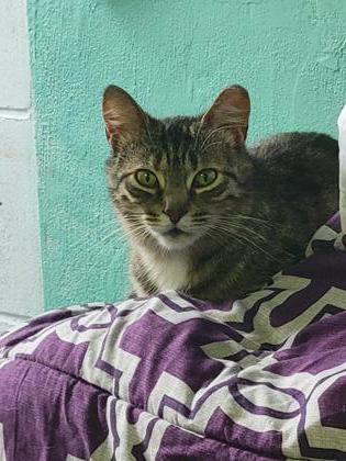 Enlarge Dasha, a Adoptable mixed breed in Simcoe, ON image 1/1