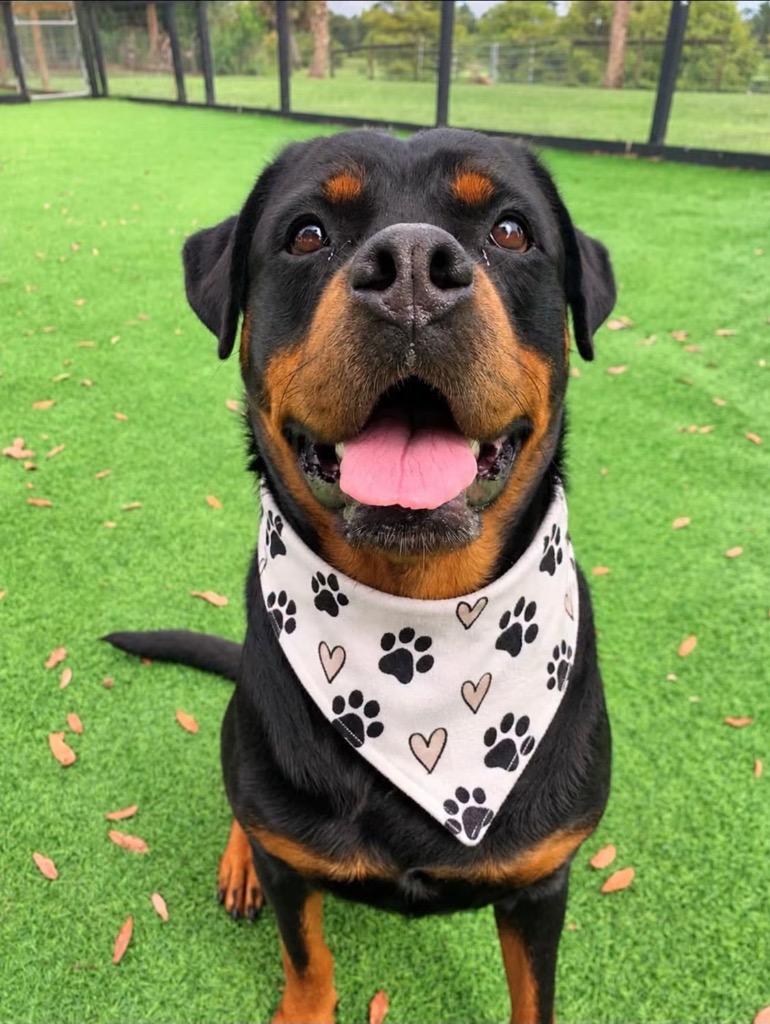 Enlarge PEPE, a Adoptable Rottweiler in Palm City, FL image 1/1