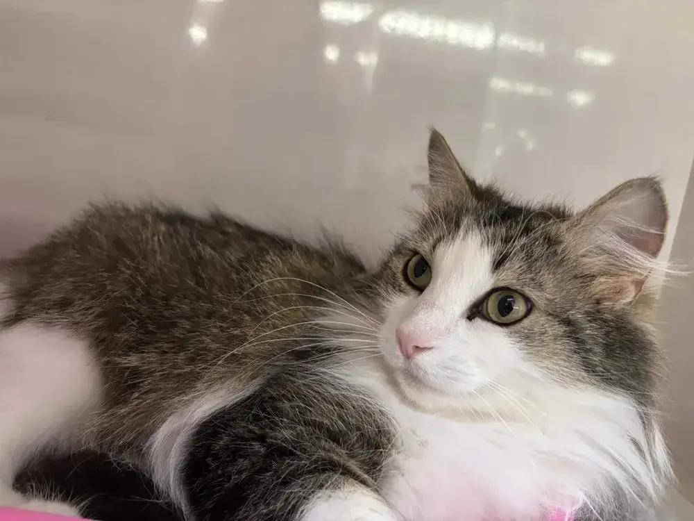 Monika, a Adoptable mixed breed in Grand Rapids, MI image 1/4