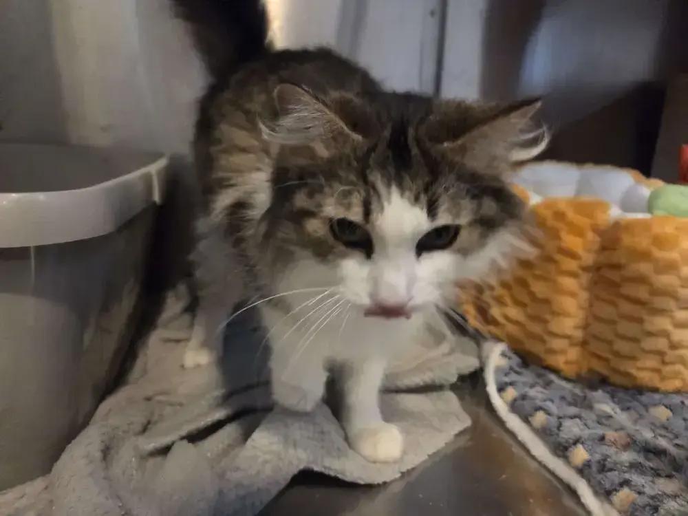 Enlarge Monika, a Adoptable Domestic Long Hair in Grand Rapids, MI image 1/6