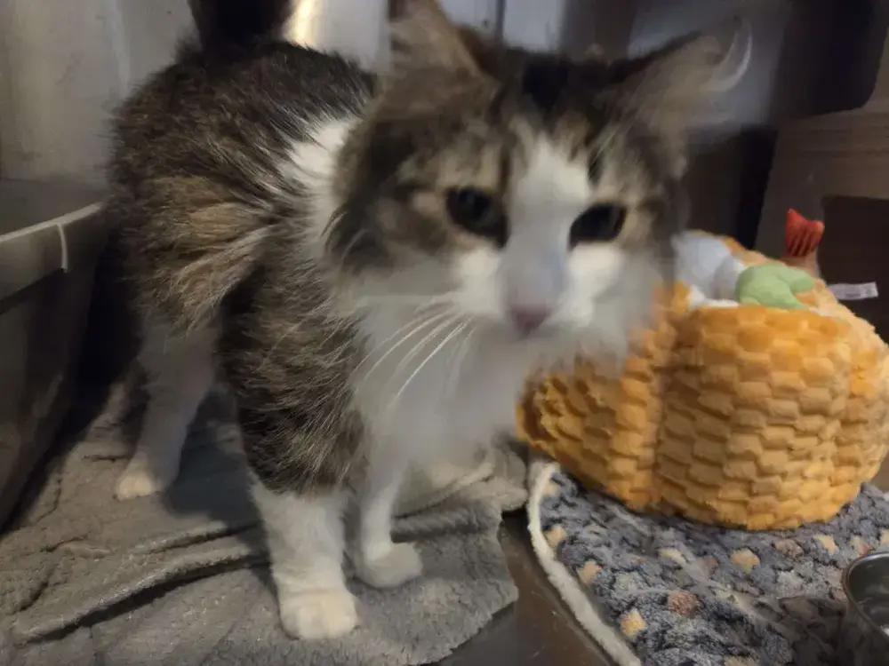 Enlarge Monika, a Adoptable Domestic Long Hair in Grand Rapids, MI image 2/6