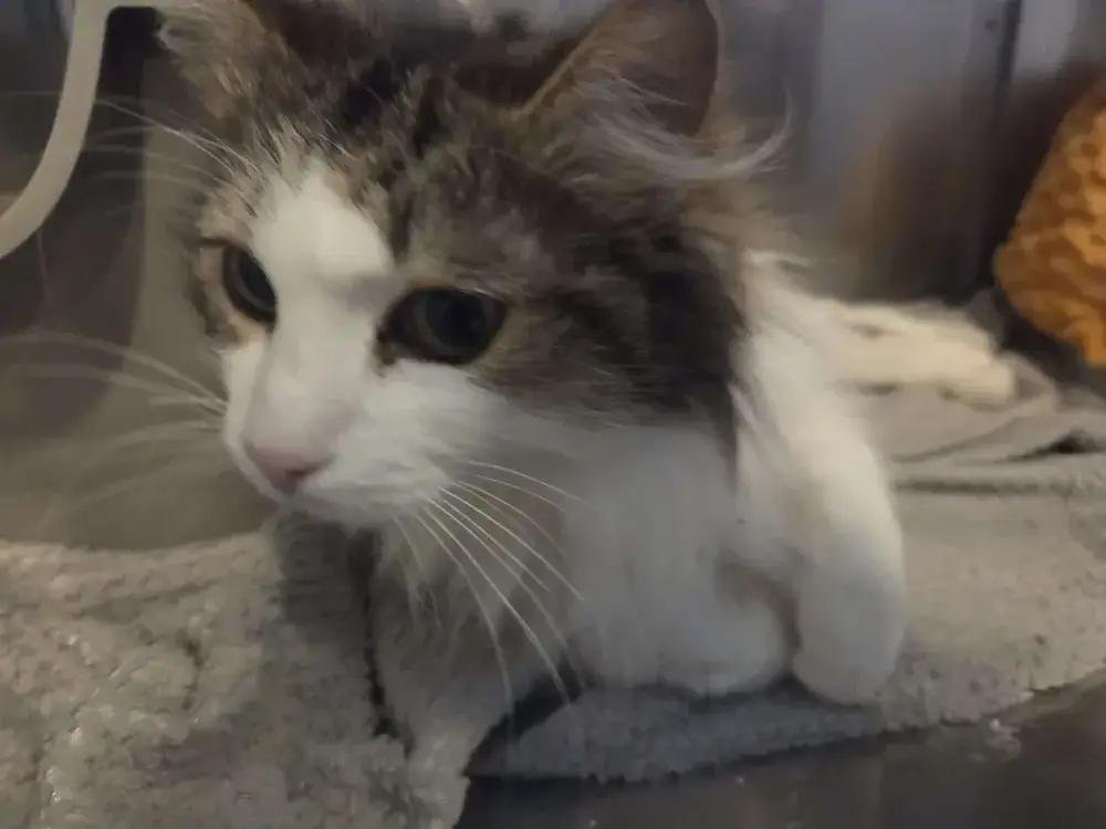 Enlarge Monika, a Adoptable Domestic Long Hair in Grand Rapids, MI image 3/6