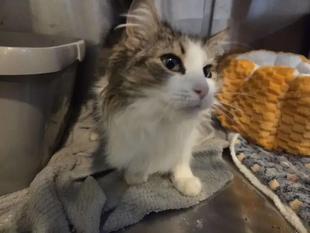Enlarge Monika, a Adoptable Domestic Long Hair in Grand Rapids, MI image 4/6