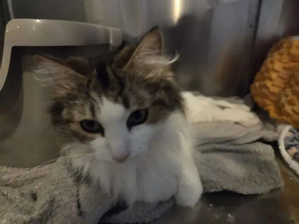 Enlarge Monika, a Adoptable Domestic Long Hair in Grand Rapids, MI image 5/6