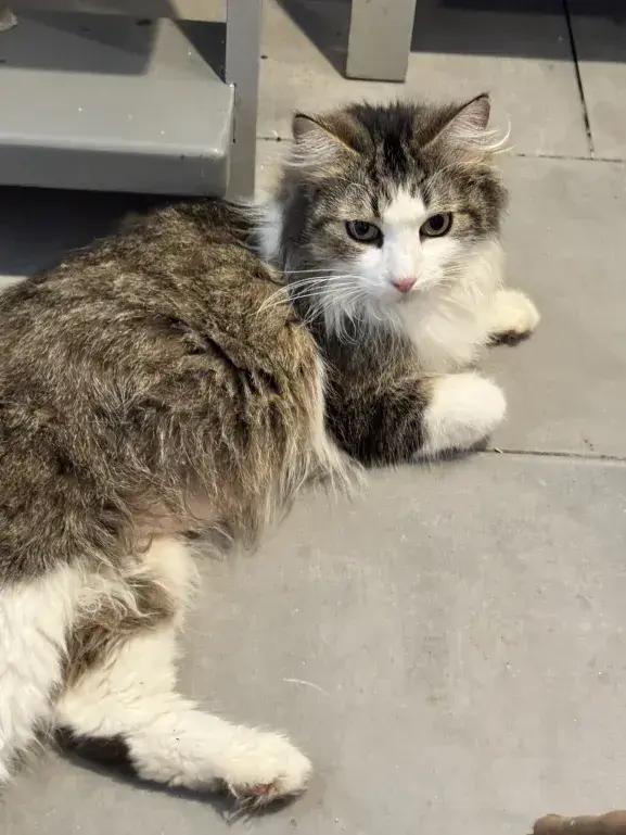 Enlarge Monika, a Adoptable Domestic Long Hair in Grand Rapids, MI image 6/6