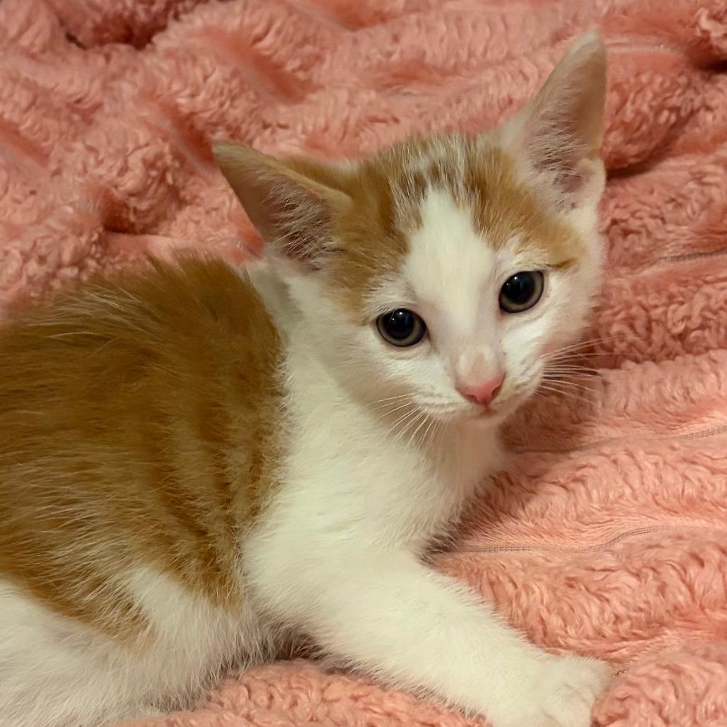 Cedar, Adoptable, Kitten Female Domestic Short Hair.