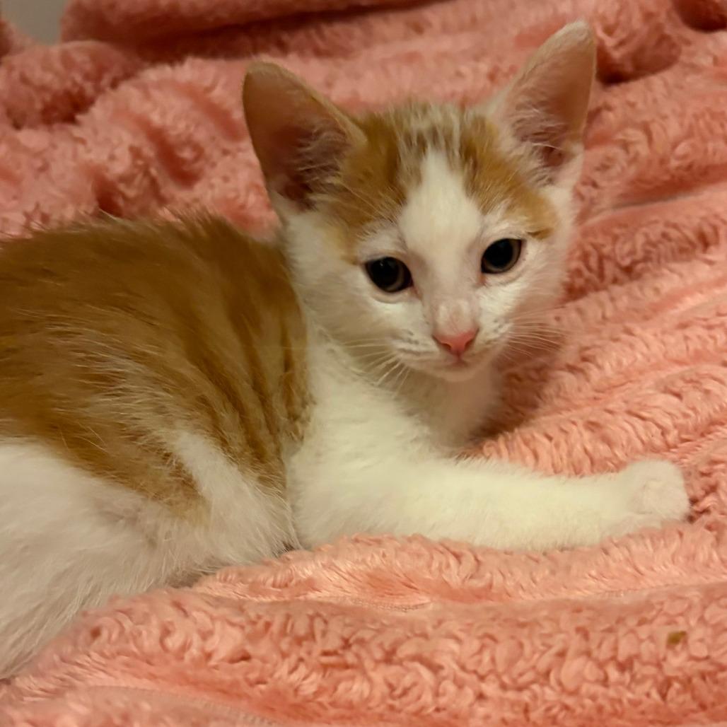 Enlarge Cedar, a Adoptable Domestic Short Hair in Wichita, KS image 2/3