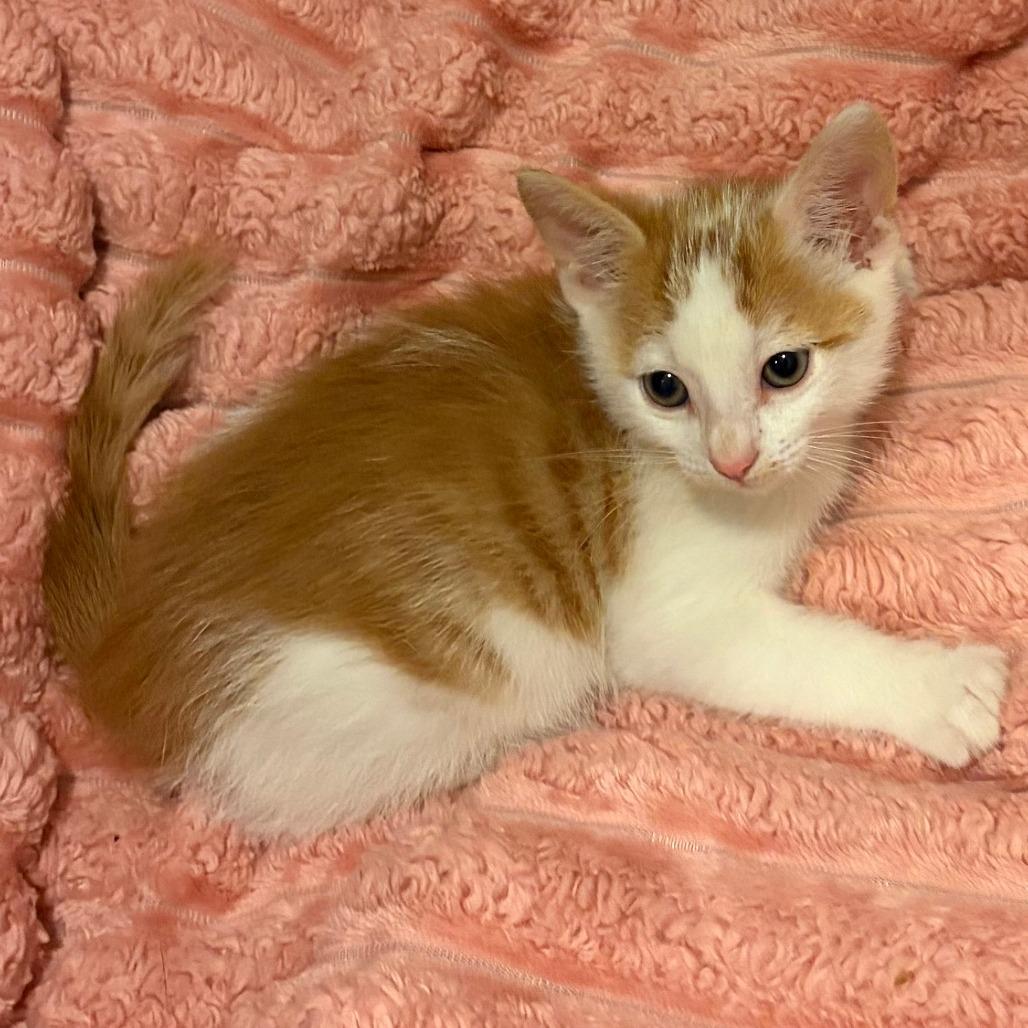 Enlarge Cedar, a Adoptable Domestic Short Hair in Wichita, KS image 3/3