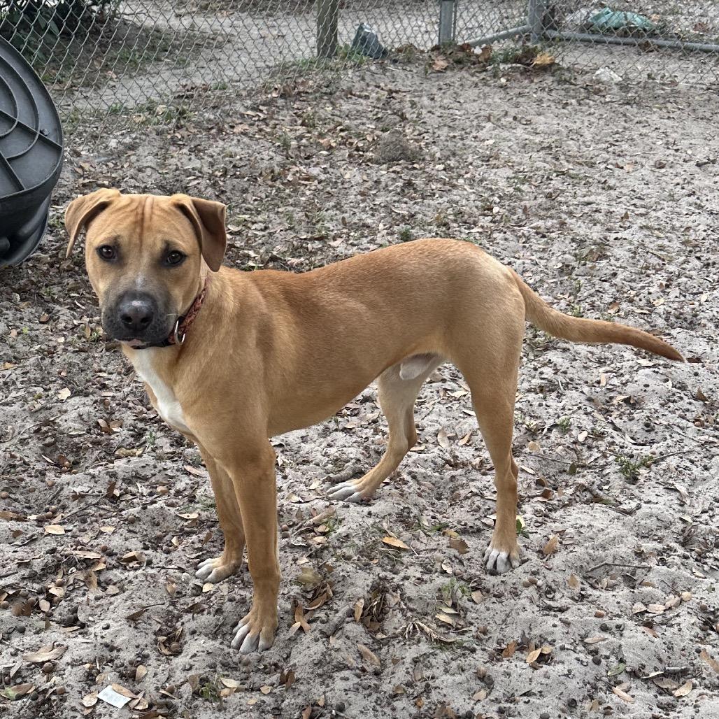 Enlarge Coriander, a Adoptable Mixed Breed in Gainesville, FL image 1/6