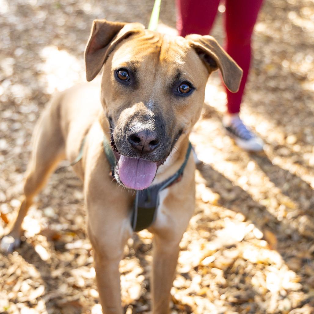 Enlarge Coriander, a Adoptable Mixed Breed in Gainesville, FL image 2/6