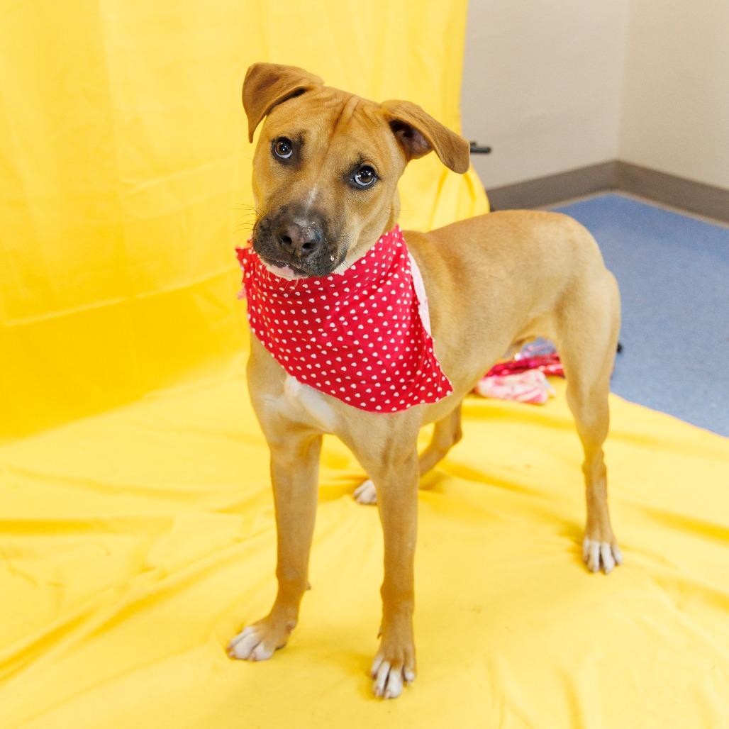 Enlarge Coriander, a Adoptable Mixed Breed in Gainesville, FL image 3/6