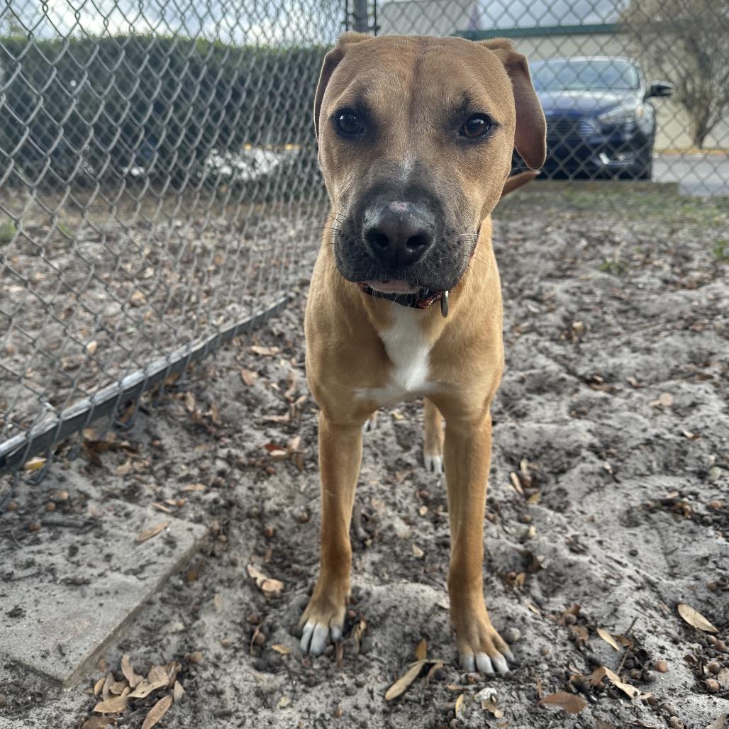 Enlarge Coriander, a Adoptable Mixed Breed in Gainesville, FL image 4/6