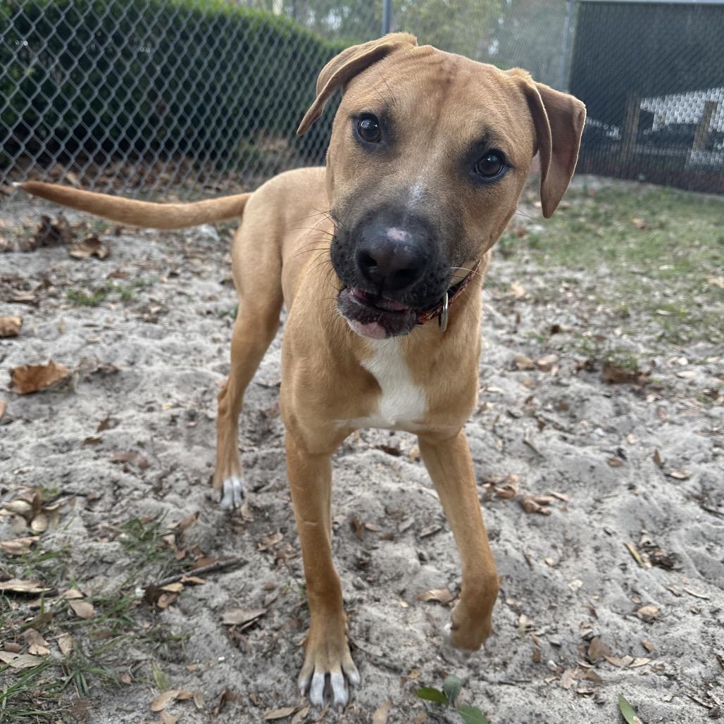 Enlarge Coriander, a Adoptable Mixed Breed in Gainesville, FL image 5/6