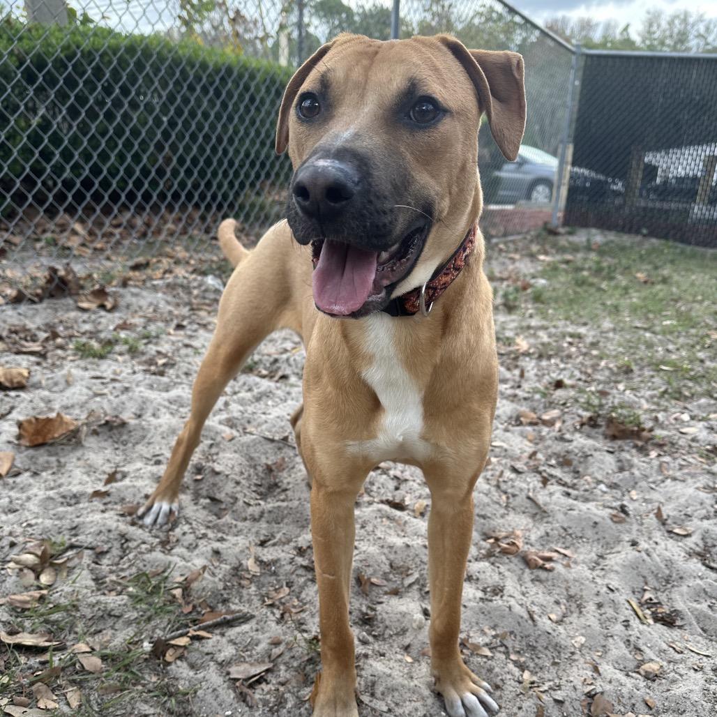Enlarge Coriander, a Adoptable Mixed Breed in Gainesville, FL image 6/6