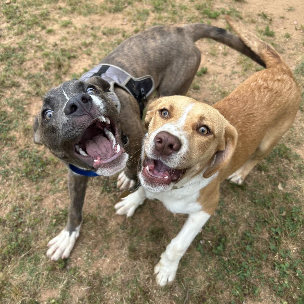 Enlarge Julian, a Adoptable Mixed Breed in Auburn, AL image 1/6