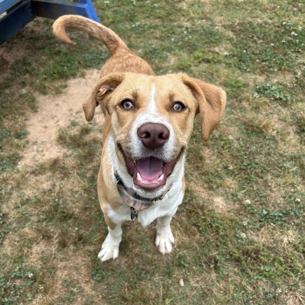 Enlarge Julian, a Adoptable Mixed Breed in Auburn, AL image 2/6