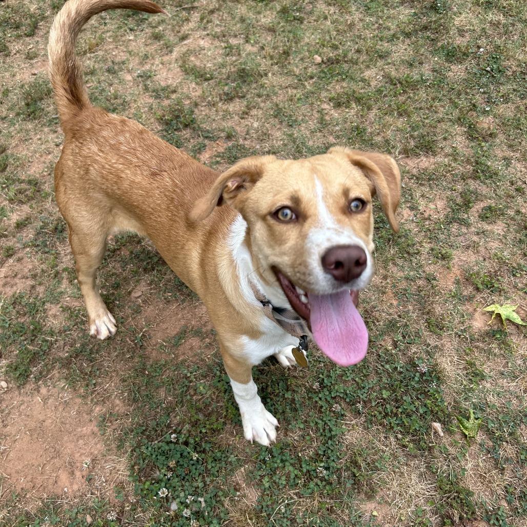 Enlarge Julian, a Adoptable Mixed Breed in Auburn, AL image 3/6