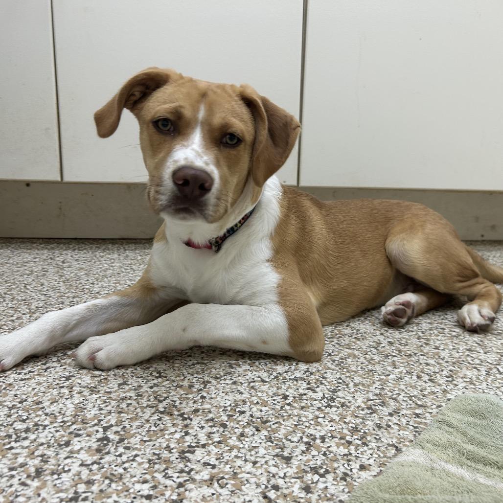 Enlarge Julian, a Adoptable Mixed Breed in Auburn, AL image 4/6