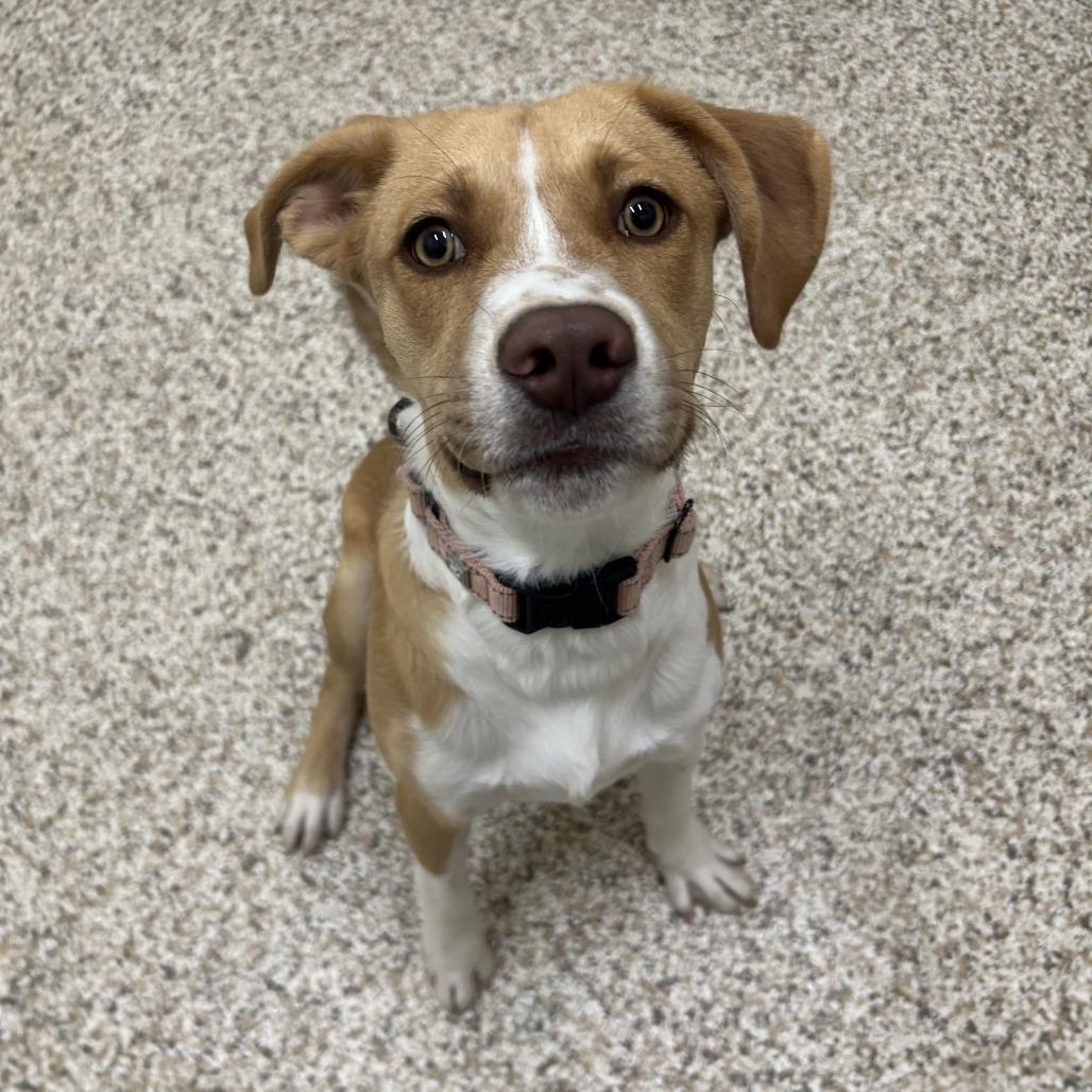 Enlarge Julian, a Adoptable Mixed Breed in Auburn, AL image 5/6