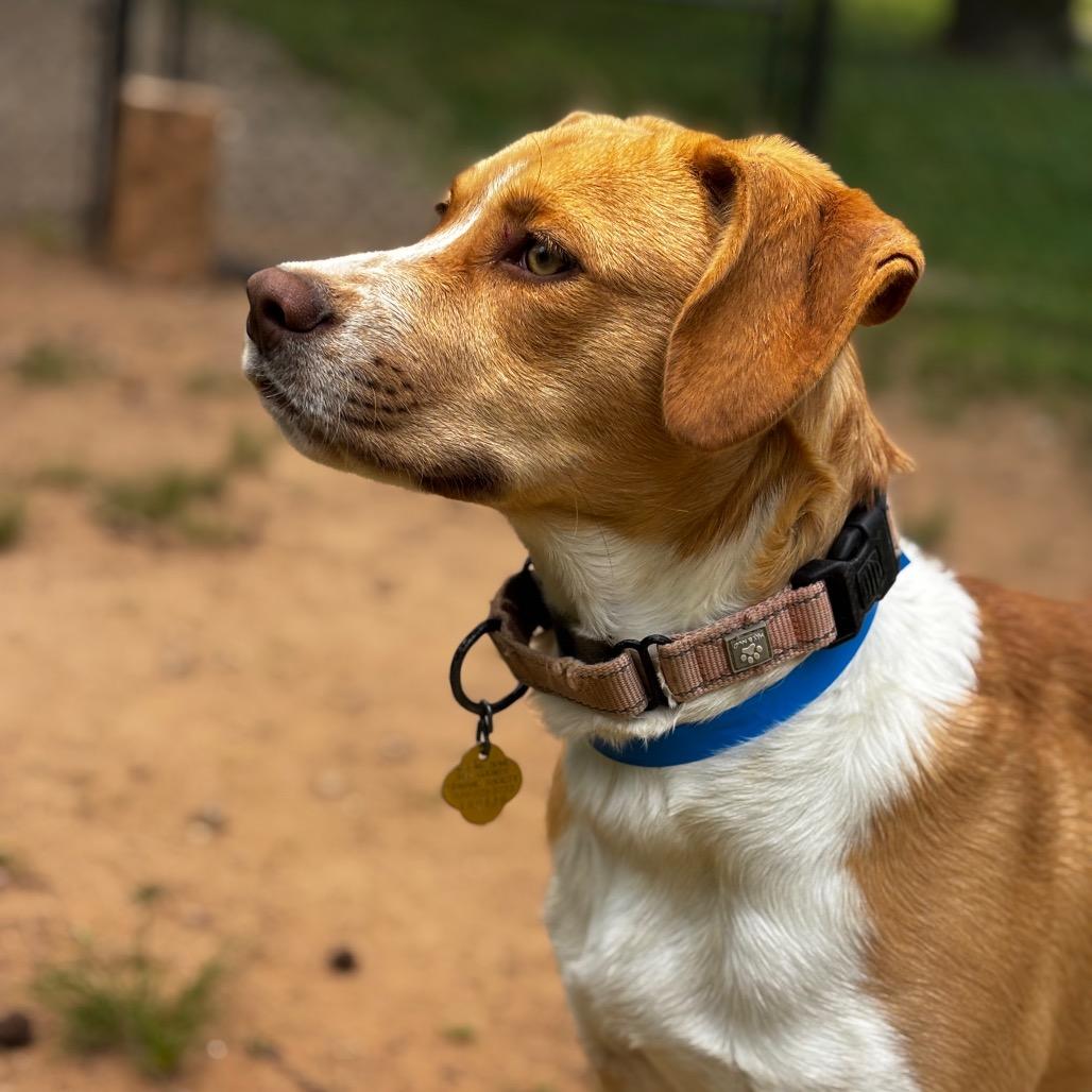 Enlarge Julian, a Adoptable Mixed Breed in Auburn, AL image 6/6