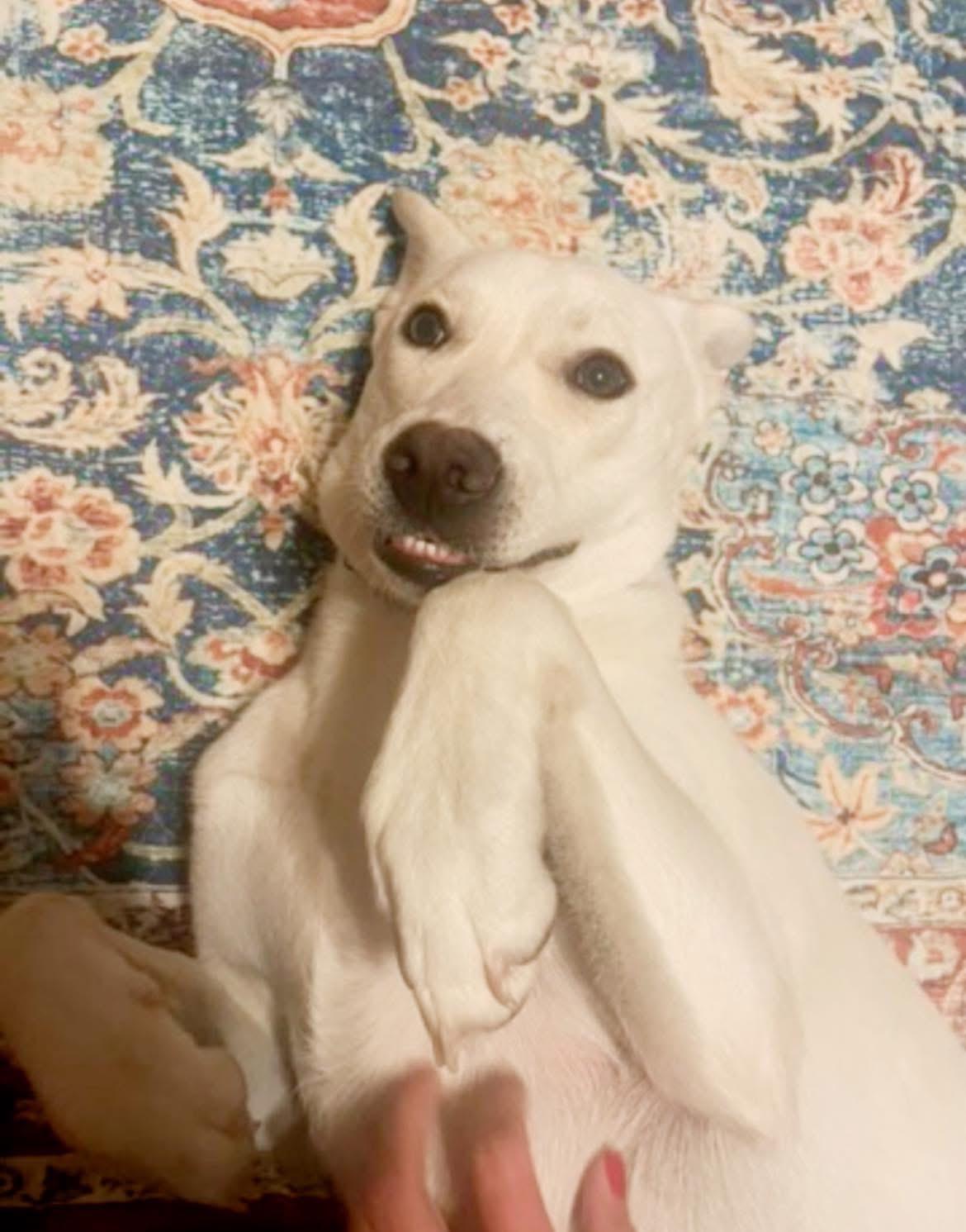 Enlarge Snow White, a Adoptable mixed breed in Inez, TX image 6/6